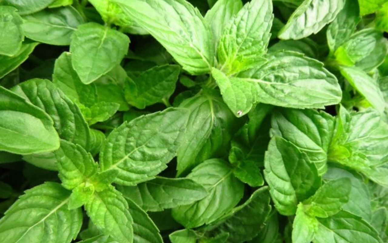 Fresh green mint leaves close-up