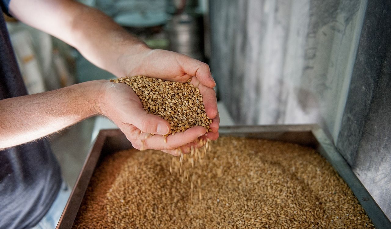 Malt, Beer, Production image.