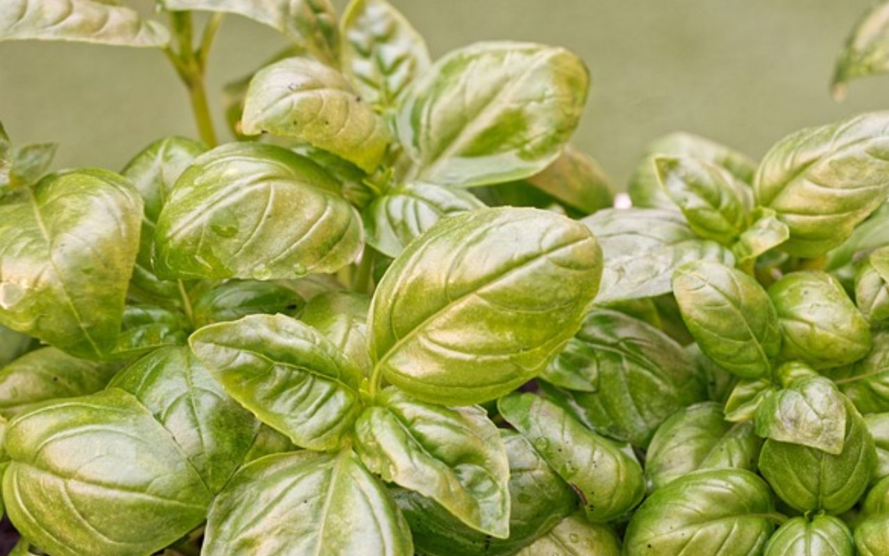 Fresh basil leaves with slight discoloration
