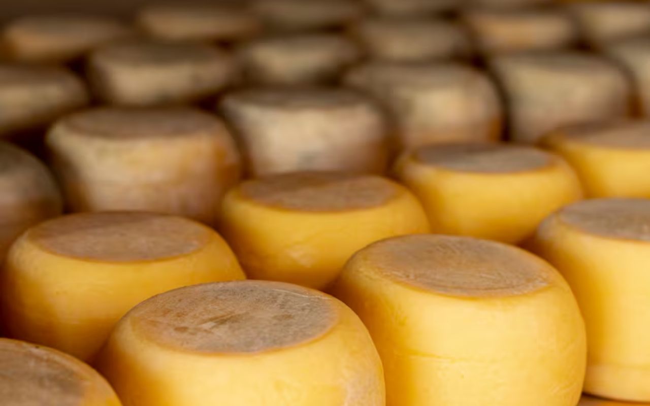 Rows of golden cheese wheels aging