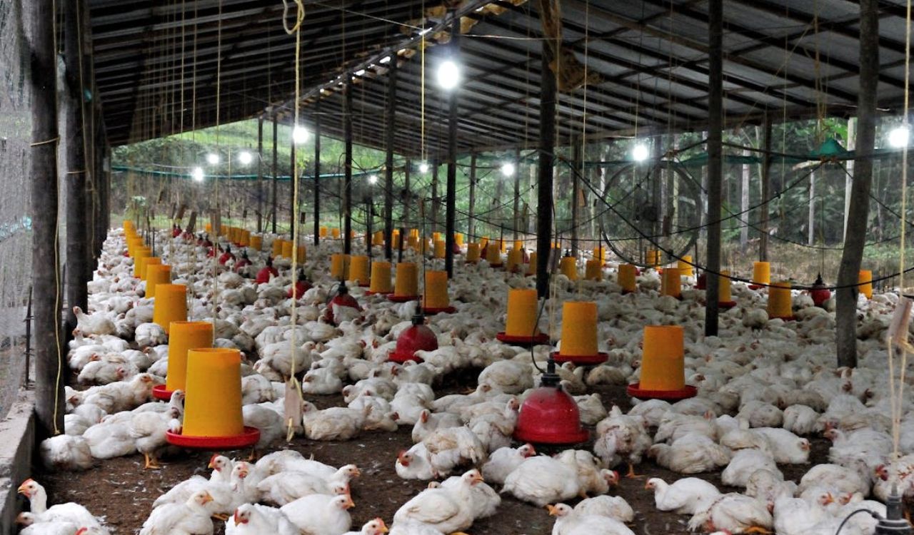 Large Chicken Farm in Ecuador Feeding Area