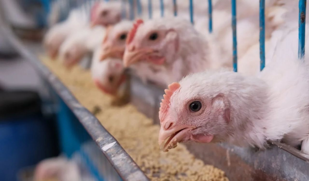 Group of Live Chickens Eating Food in a Cage