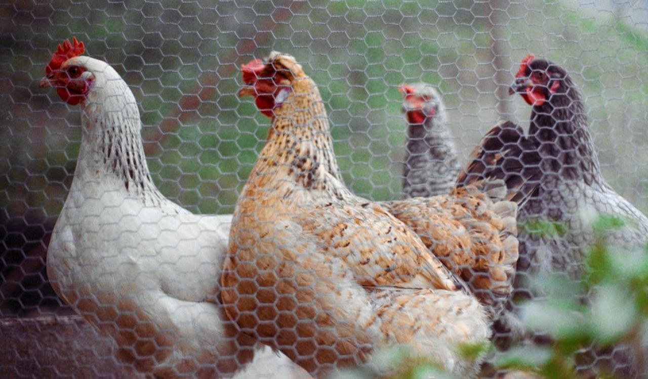 Hens Behind a Mesh Fence