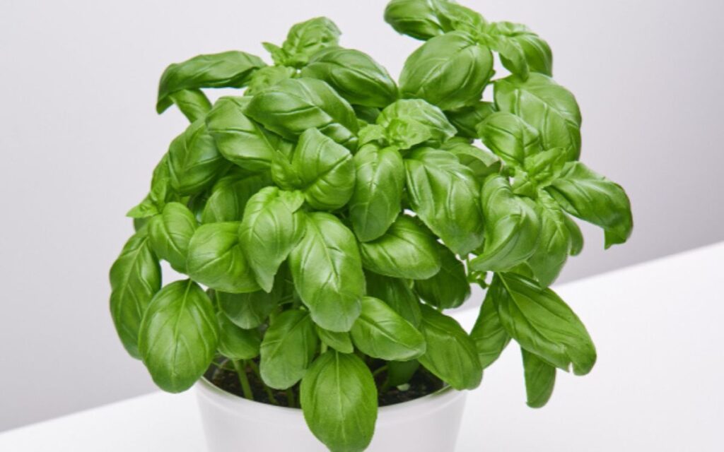 Vertical high angle shot of a beautiful plant in a white vase on a white surface