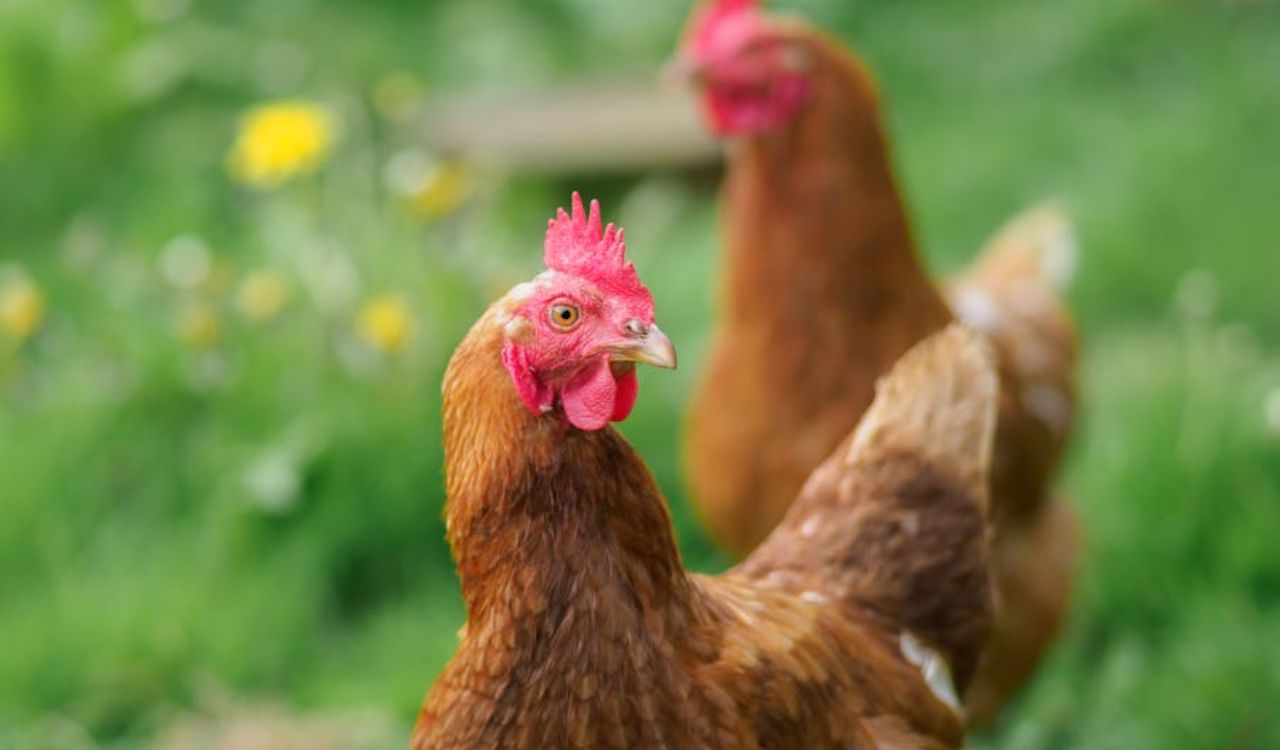 Hens on Grass