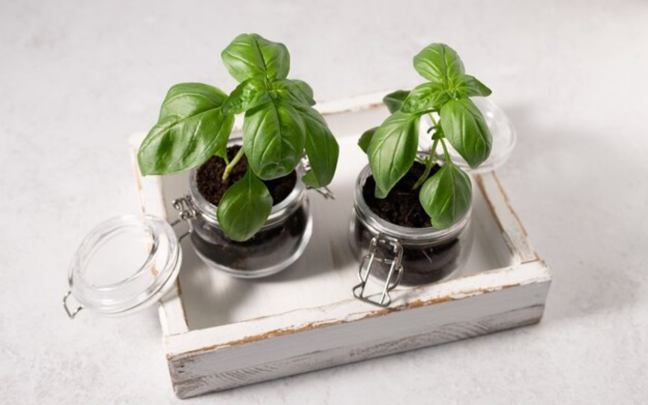 Fresh basil plants growing in glass jars