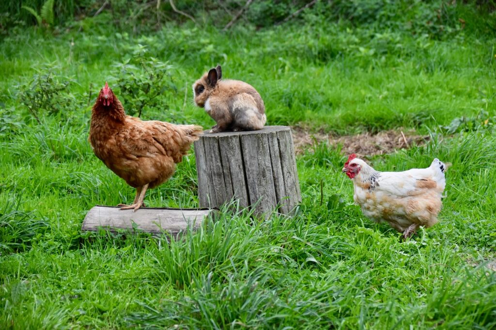 Two chickens side by side: one white-feathered, one brown-feathered.