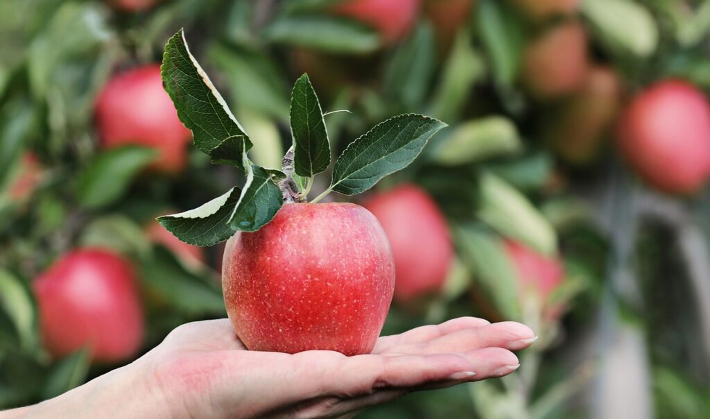 Apple, Red, Hand image.