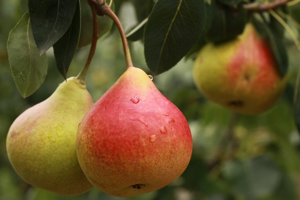 Pear, Fruit, Pears image.