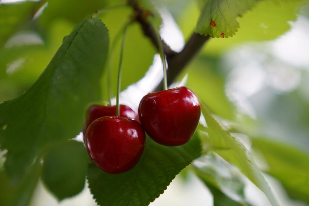 Close-up of tart cherries on the branch.